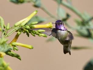 Costa�s Hummingbird by Brooke Miller