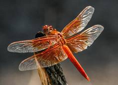 flameskimmer1.jpg