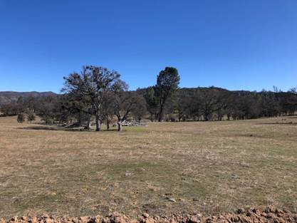 Lewis�s Woodpecker habitat. Photo by Matthew Dodder