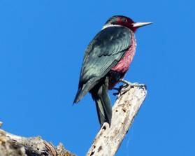 Lewis�s Woodpecker by Gena Zolotar
