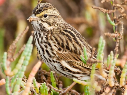 The Belding�s savannah sparrow, a State listed endangered species, forages and breeds primarily in high salt marsh habitat that is flooded only infrequently by tides or is isolated from tides. Photo Credit: USFWS