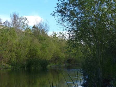 Riparian-Cooridor.JPG
