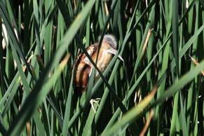 The least bittern, a State Species of Special Concern, breeds at the Freshwater Marsh. In fact the Freshwater Marsh is now providing breeding habitat for several species, including the least bittern, common gallinule, and Canada goose, for the first�