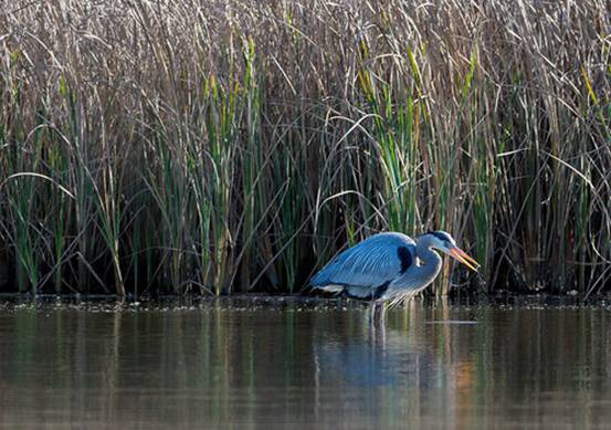 Great blue herons nest in tall trees in upland areas of Ballona but forage widely along Ballona Creek as well as in upland habitat.