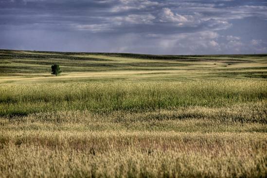 short grass along the rolling plains in Colorado