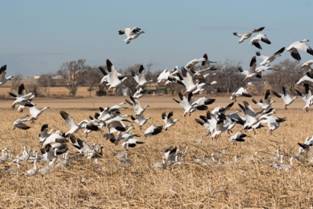 snow geese in lamar colorado