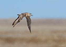 mountain plover flying through the air