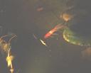 Goldfish & Koi