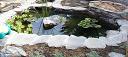 Pond