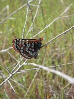 https://www.cnps-scv.org/images/stories/coyoteRidge/BayCheckerspotByStuartWeiss.JPG