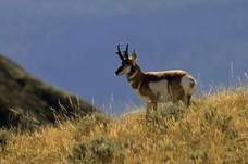 carrizo6pronghorn1pattigutshall2017.jpg