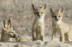 carrizo6sanjuaquinkitfox1.jpg