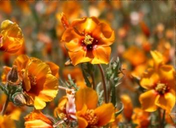 temblorflower2.jpg