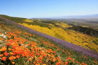 https://yankeebarbareno.files.wordpress.com/2011/01/triple-blooms-yb.jpg?w=640&h=426