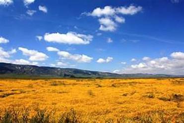 carrizoplain10bloom.jpg
