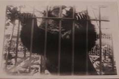 grizzly1895cagedfrisco.jpg
