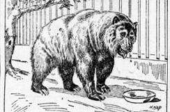 grizzly1889Monarchhearstojai22yrs.jpg